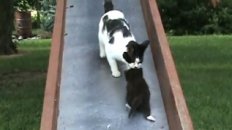 Kittens on a Slide