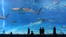 Kuroshio Sea