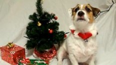 A Jack Russell Christmas