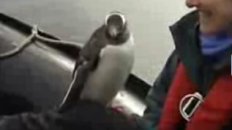 Lucky Penguin - Antarctica