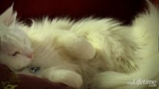 Catanic