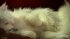 Catanic