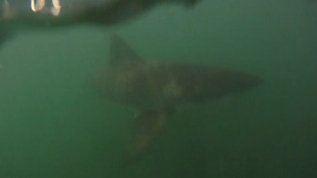 Me my Shark and I