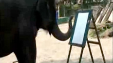Elephant Painting