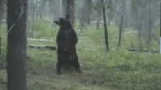 Dancing Bear - Striptease