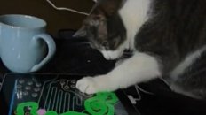 Iggy Investigates an iPad