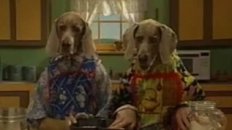 Dogs Can Cook