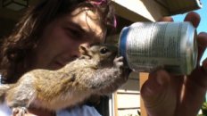 Andy and His Best Friend Mearl the Squirrel