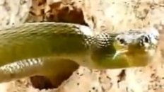 Woodpecker vs Snake