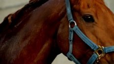 A Day at the Races