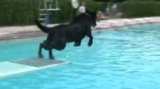 VIDEO: Dog Dayz 2009