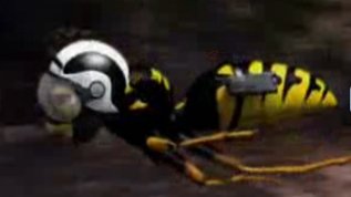 The Kamikaze Wasp