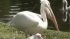Pelican Eats Pigeon