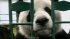 Giant Panda Rips off Man's Jacket