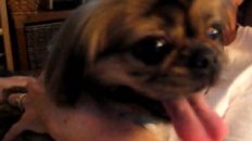 Run Saydee Run (Don't Tell PETA)
