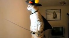 Standing Cat in Boots!