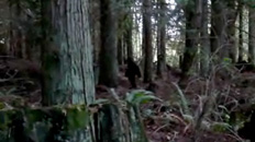 Sasquatch Sighting