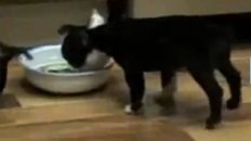 Cute Puppy Does A Handstand While Drinking