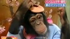 Magical Monkey