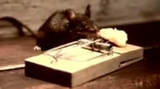 Mouse Fitness