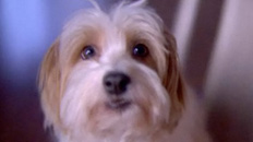 Anti-Drug Dog
