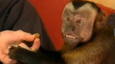 Monkey Cooperation and Fairness