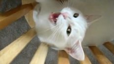 What Cats Are Really Thinking