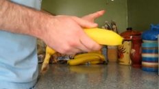 How to Open a Banana Like a Monkey