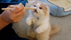 Chopsticks Feeding Squirrel-Like Kitten