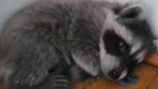 sleepy raccoon