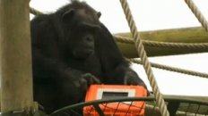 Natural World: The Chimpcam Project Preview