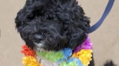 First Family to Welcome Presidential Pooch