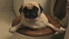 Pug Falls in Toilet