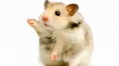 Hamster Time!