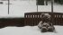 Snowlapse 2010