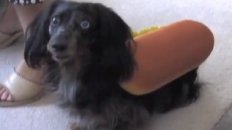 Hot Dog Time!
