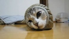 Worm Cat