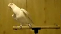 Bird Shakes His Tailfeather